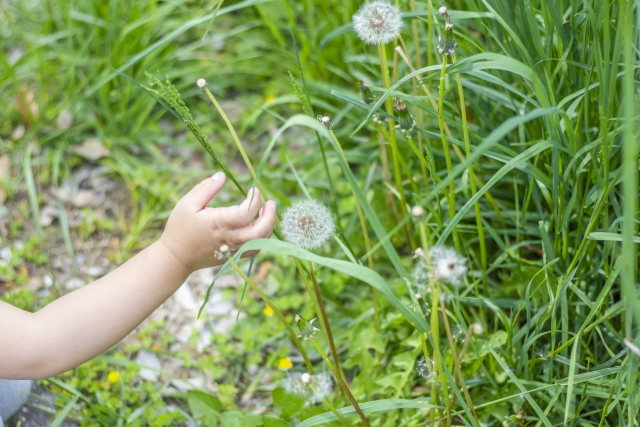 ほっとひと息 『ゴールデンルール』｜チャーチオブクライスト ニュージーランド日本 大阪教会